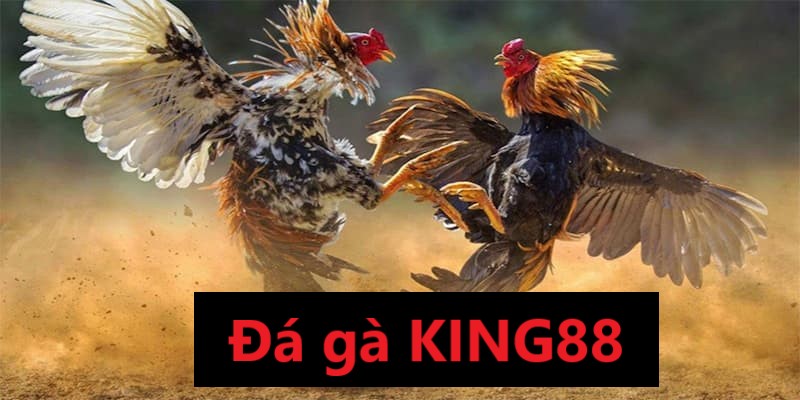 Giới thiệu về đá gà KING88