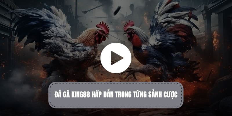 Đá gà KING88 sôi động với nhiều tỷ lệ cược 